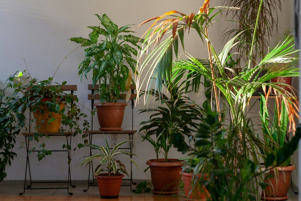 Plantas en macetas junto a una ventana en Cauquenes